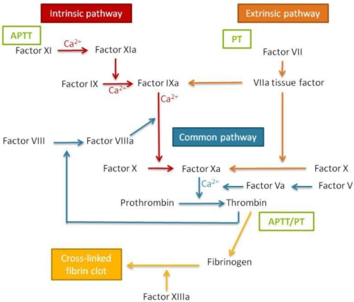 Schematic representation of the blood coagulation cascade. APTT ...