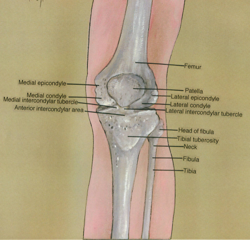 medial epicondyle; medial condyle; medial intercondylar | Open-i