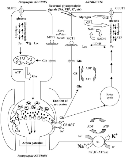 Schematic representation of the glucose-lactate shuttle | Open-i