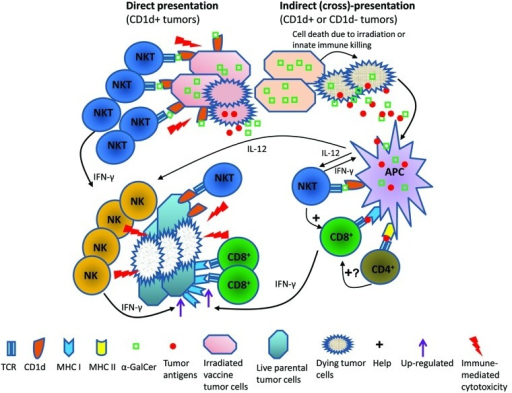 Figure 1. Mechanisms of antitumor immunity as elicited | Open-i