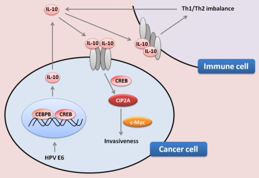 Figure 1. Role of interleukin-10 in the progression of | Open-i