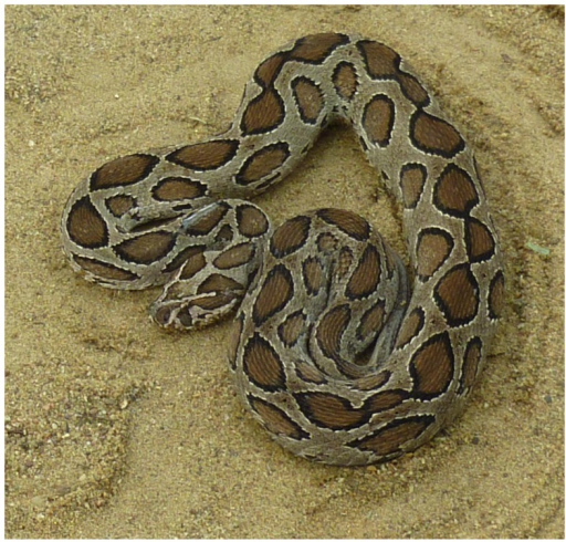 Russell's viper (Daboia russelii) adult specimen from S | Open-i