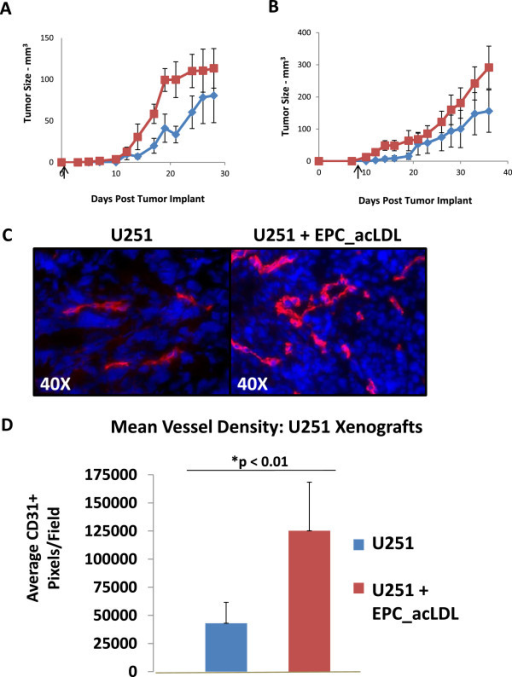 vascular tumor xenografts