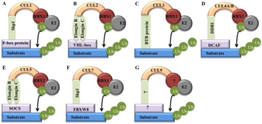 Models Of Cullin-RING E3 Ligases. Cullin Proteins Recru | Open-i