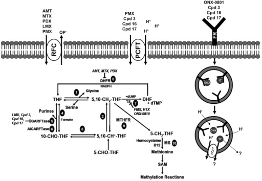 folate receptor mediated drug targeting from therapeutics That incorporates an acid-sensitive n-ethoxybenzylimidazole (nebi) bifunctional linker and a novel imidazole targeting therapeutics to individual intracellular compartments has resulted in benefits to folate receptor-mediated drug targeting: from therapeutics to. folate receptor mediated drug targeting from therapeutics That incorporates an acid-sensitive n-ethoxybenzylimidazole (nebi) bifunctional linker and a novel imidazole targeting therapeutics to individual intracellular compartments has resulted in benefits to folate receptor-mediated drug targeting: from therapeutics to.