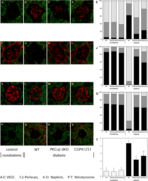 Expression Levels Of Vegf A E Perlecan F J Nephri Open I