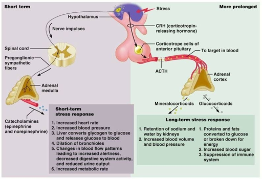 adrenal cortex and medulla hormones