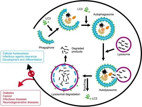 Dysregulated autophagy is involved in several human diseases. Autophagy contributes to maintain cellular homeostasis and is critical in a wide range of normal human physiological processes. Accordingly, a growing number of diseases are linked to the misregulation of autophagic process. ⓧ, dysregulation of autophagy.