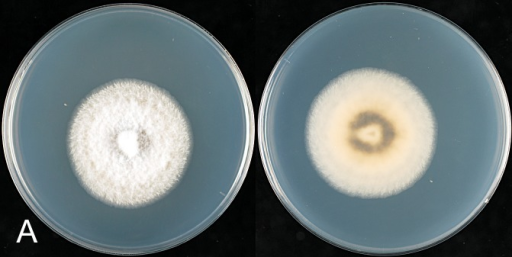 Colletotrichum Cordylinicola. ICMP 18579 (ex MFLUCC 090 | Open-i