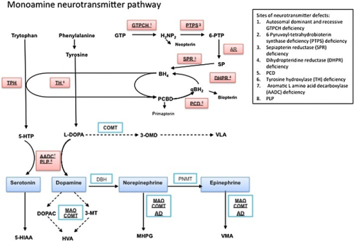 Flow diagram of the monoamine neurotransmitter biosynth | Open-i