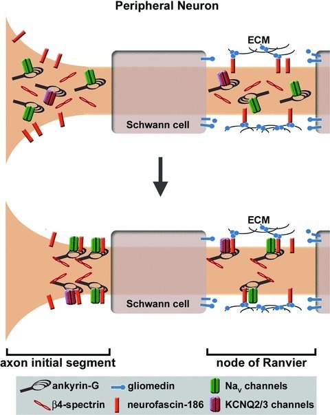 Ankyrin-G Targeting To Membrane Domains In The Peripher | Open-i