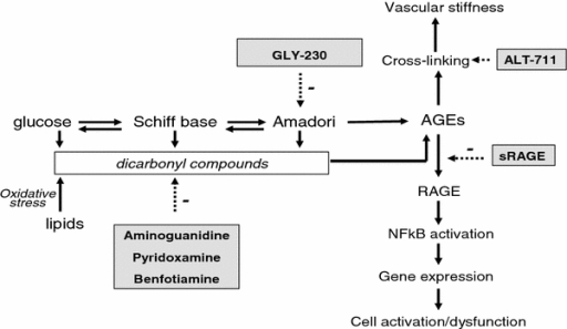 Potential sites of intervention in the formation of Ama | Open-i