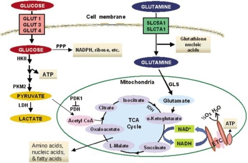 Glucose and glutamine metabolism in cancer cells.Glucose and glutamine ...