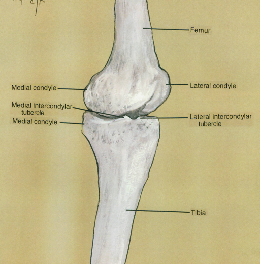 Medial Femoral Condyle Anatomy