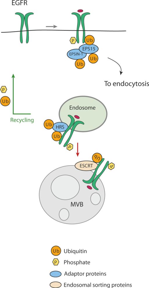 Receptor Internalization And The Role Of Ubiquitin. The | Open-i