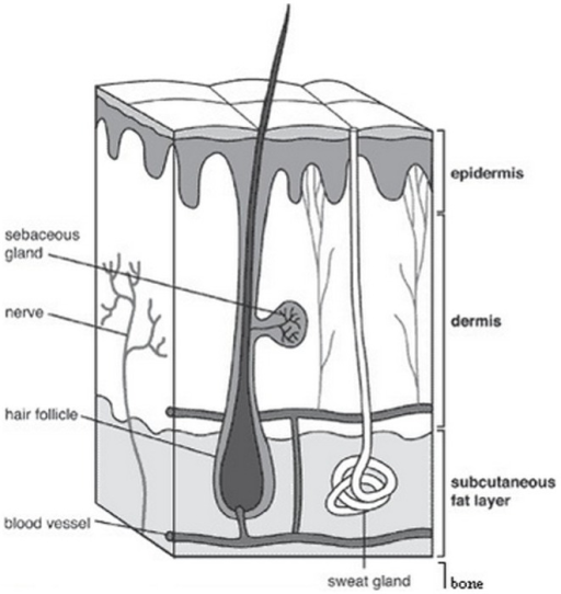 Soft tissue anatomy of finger.(a) Layers of finger mode | Open-i