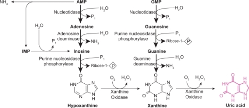 The purine degradation pathway. Reproduced with permiss | Open-i