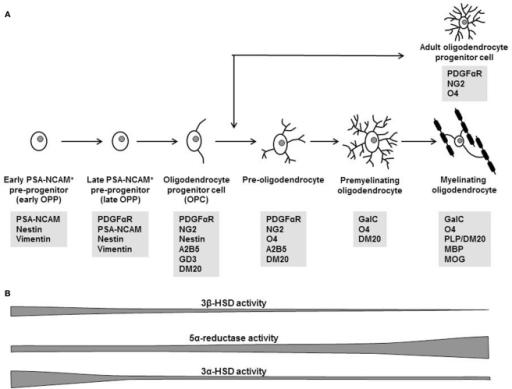 Different Stages Of Oligodendrocyte Maturation A Spe Open I