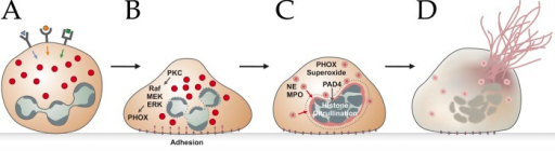 Schematic representation of the NETosis pathway. After | Open-i