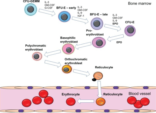 Schematic diagram of the process of erythropoiesis. The | Open-i