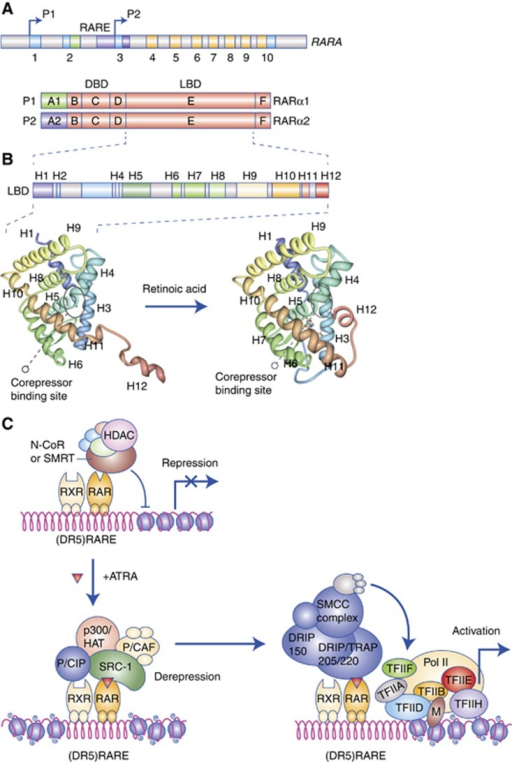 Structure and function of the retinoic acid receptor al | Open-i