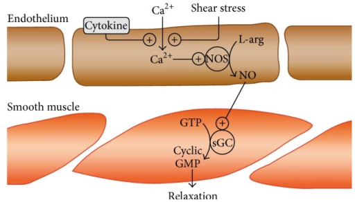 Schematic Of Vascular Endothelium. Shear Stress Induces | Open-i