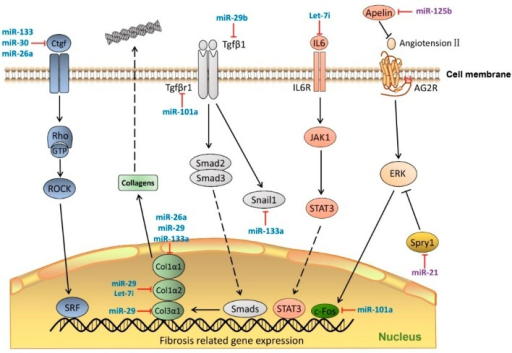 MiRNAs in cardiac fibrosis pathway. MiRNAs regulate car | Open-i