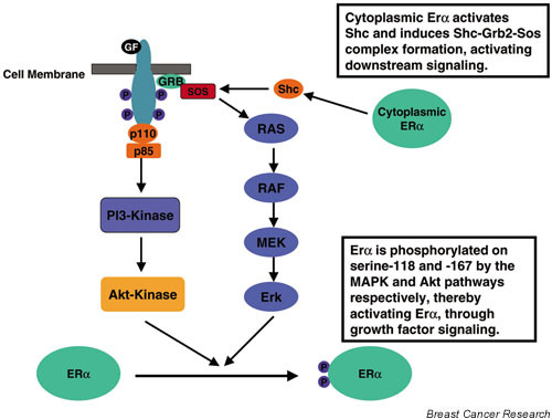 Estrogen receptor-α (ERα) can be directly activated, | Open-i