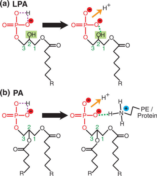 Hydrogen bonding increases the charge of phosphatidic a | Open-i