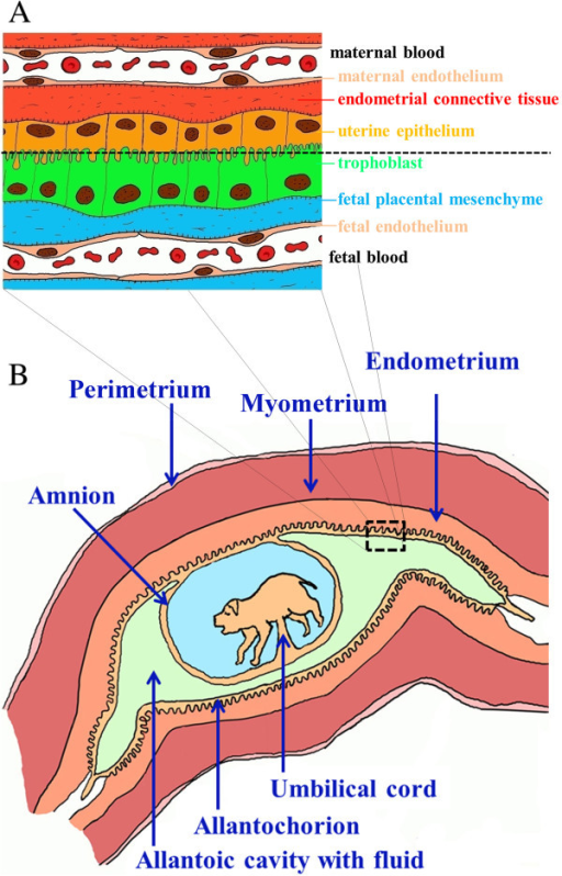 Porcine Placental Barrier And Conceptus. Representation | Open-i