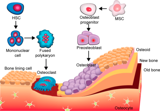 5 mechanisms evolution of Diagram osteoclast of evolution showing osteoblasts and