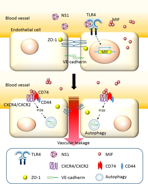 Hypothetical model of DENV NS1-induced vascular hyperpe | Open-i