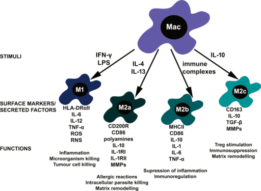 Human macrophage (Mac) polarization. Polarizing cytokin | Open-i