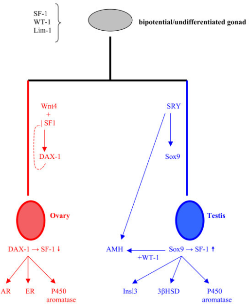 Genetic Model Of Sex Determination In Humans The Forma Open I