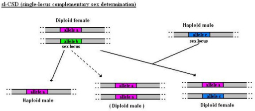 Single Locus Complementary Sex Determination Sl Csd Open I