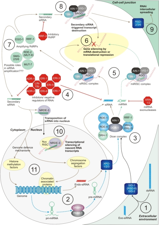 Core components of the Caenorhabditis elegans RNA inter | Open-i