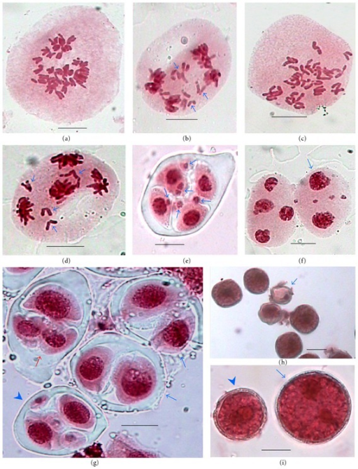 Meiosis Cytology Britannicacom