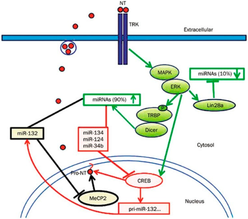 The regulatory loops of neurotrophins (NTs), miRNAs and | Open-i