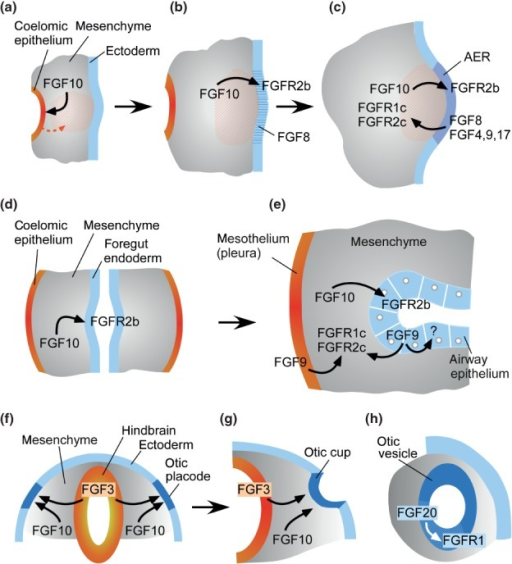 Mechanisms Of FGF Signaling During Organogenesis. (a– | Open-i