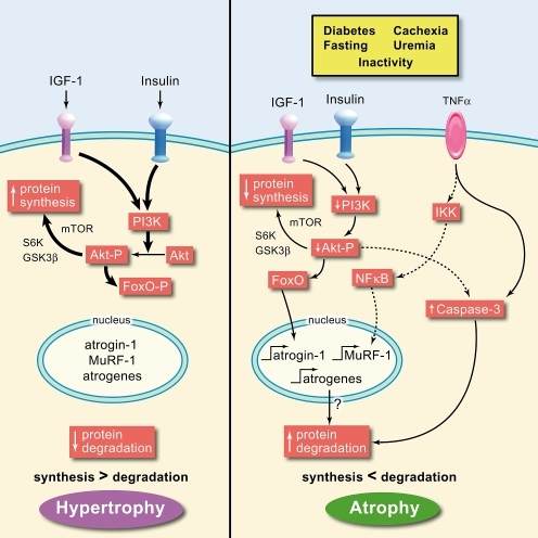 The balance between muscle hypertrophy and atrophy depe | Open-i