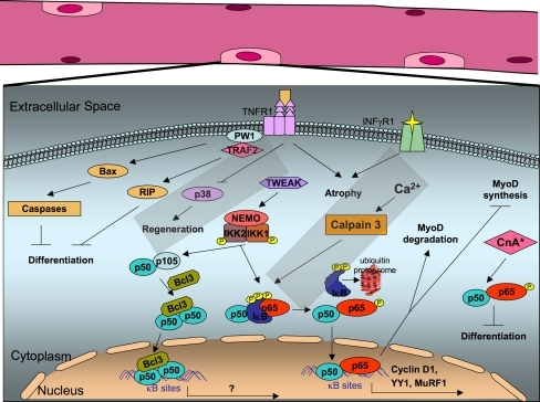 NF-κB pathway in skeletal muscles. NF-κB binds on κB | Open-i