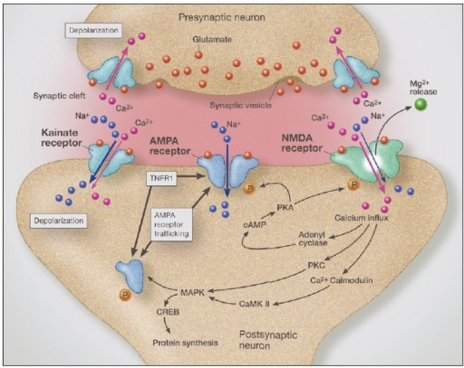 the regulation of kainate receptor action the regulation of kainate receptor action