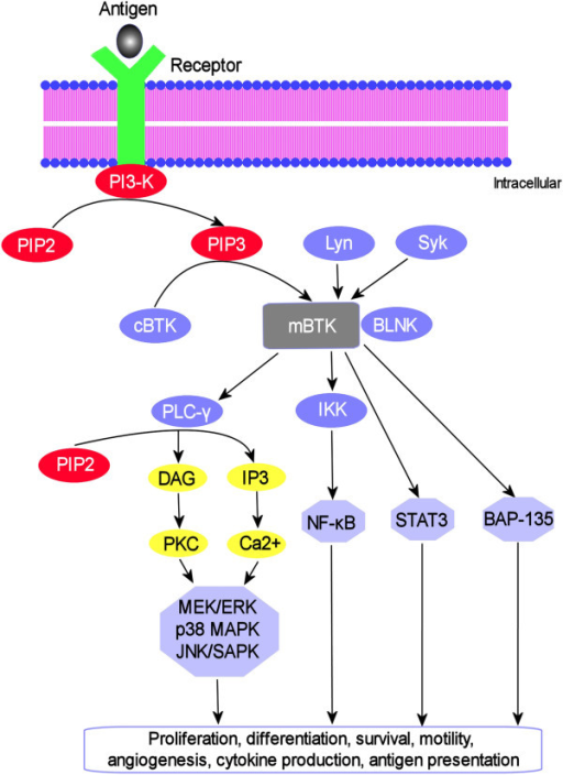 BTK Signaling Pathway. BTK Translocates To The Plasma M | Open-i