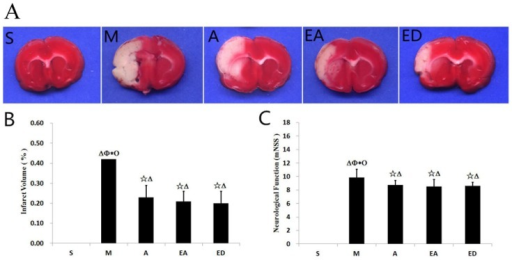 Evaluation Of Infarct Volume And Neurological Scores In | Open-i