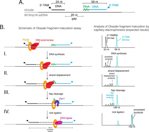 dual label fluorescence assay to monitor okazaki fragme open i okazaki fragment