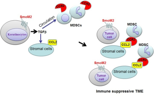 Figure 1. Model for MDSC recruitment in SmoM2-dependen | Open-i