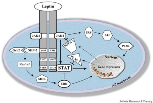 Mechanisms Of Leptin Signaling. Upon Leptin Binding To | Open-i