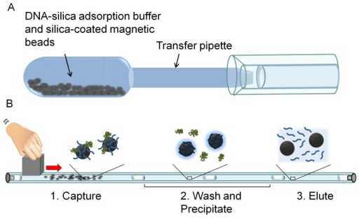 The Two Components Of The Magnetic Bead Based Extractio Open I 