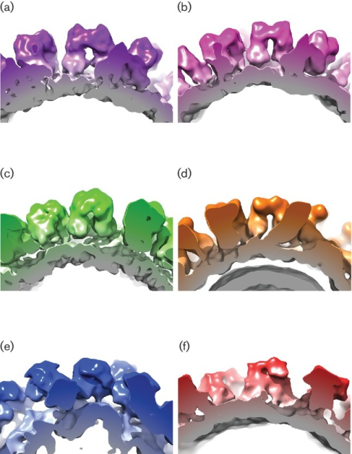 Side By Side Comparison Of The P Domains Of A Vesivir Open I