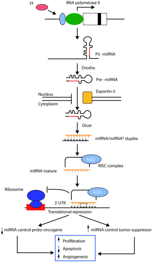 Schematic overview of miRNA processing and functions in | Open-i